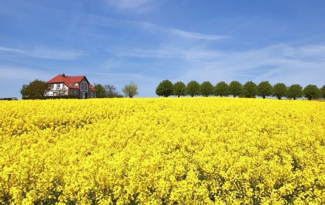 Gollwitzer Park (Insel Poel) - Photo 6